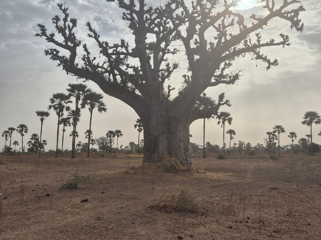 EXCURSIONS FROM HOTEL RIU BAOBAB-Ponto必去景点