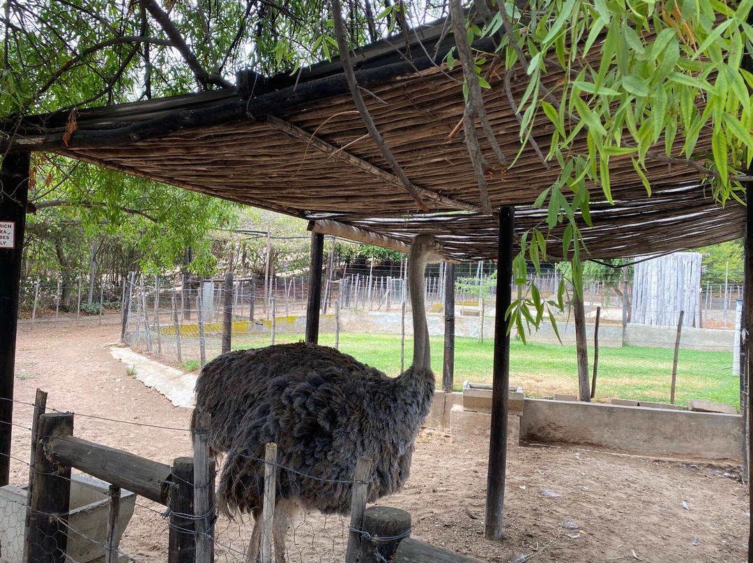 Cango Ostrich Show Farm-奥兹洪必去景点