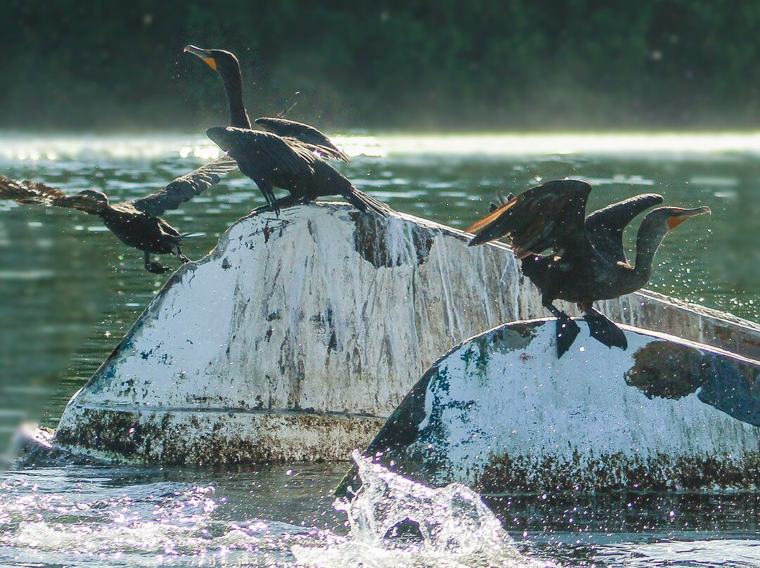 Jungle Tour Adventure-坎昆必去景点