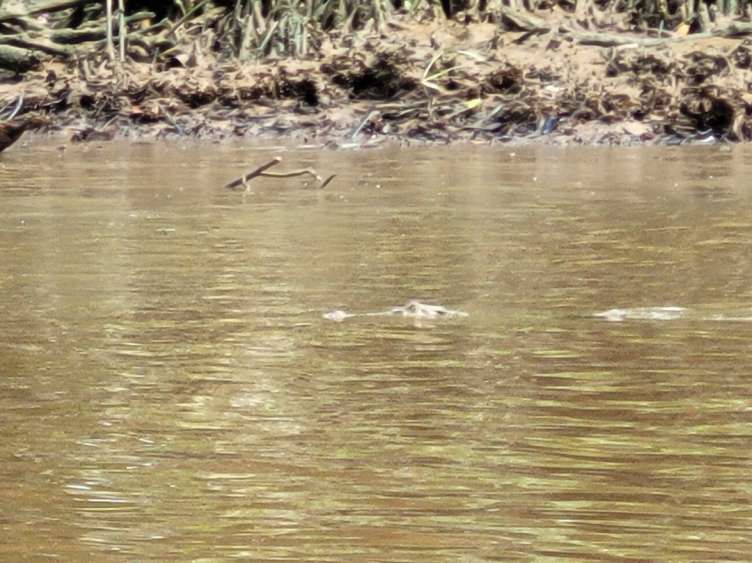 Brunei River景点图片