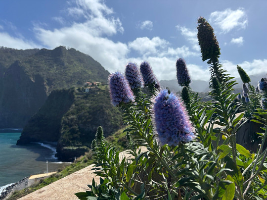 Madeira Electric Tours-沙尔必去景点