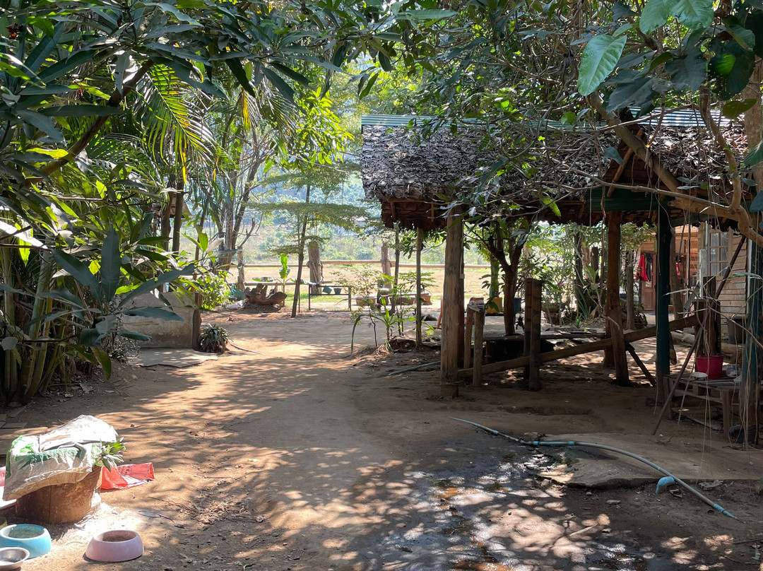 Happy Elephant Home-夜登必去景点