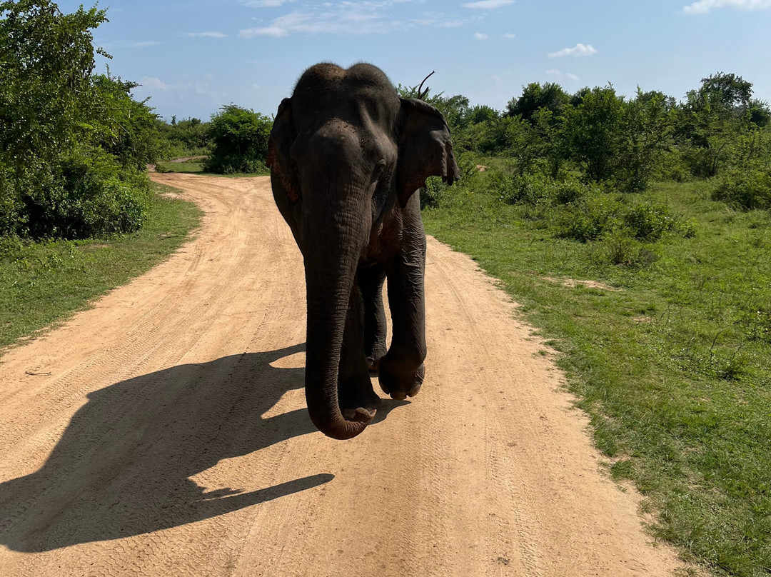 Udawalawe Safari Jeep With Guides景点图片