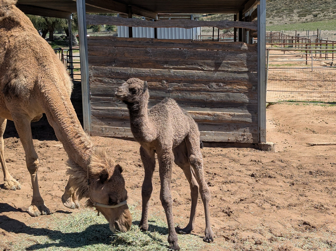 Oasis Camel Dairy景点图片