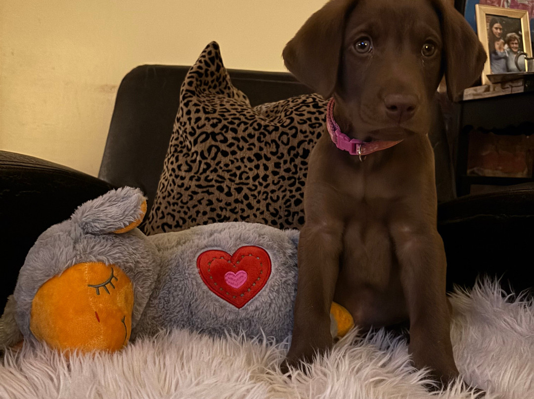 日耳曼敦智选假日酒店主图