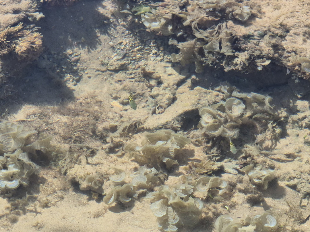 Apaga-Fogo Beach-Arraial d'Ajuda必去景点