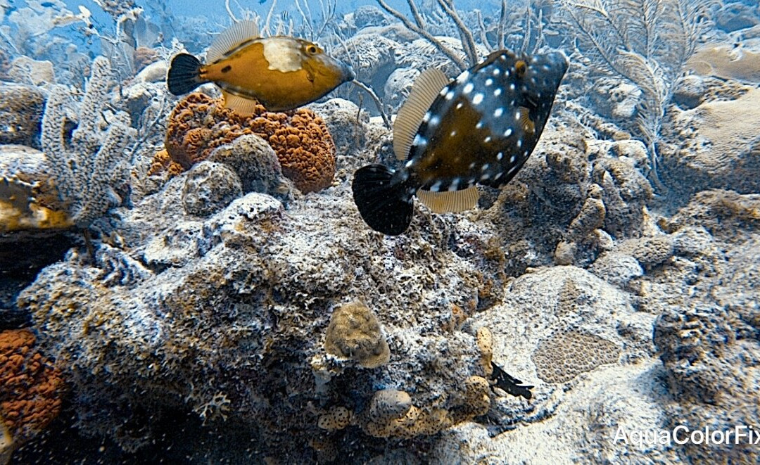 West Side Scuba Centre-布里奇顿必去景点
