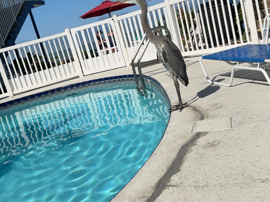 Great Heron Inn主图