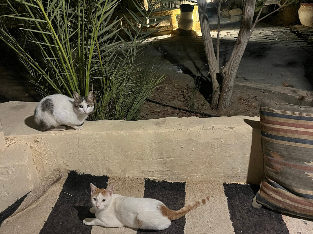 Siwa Shali Resort主图