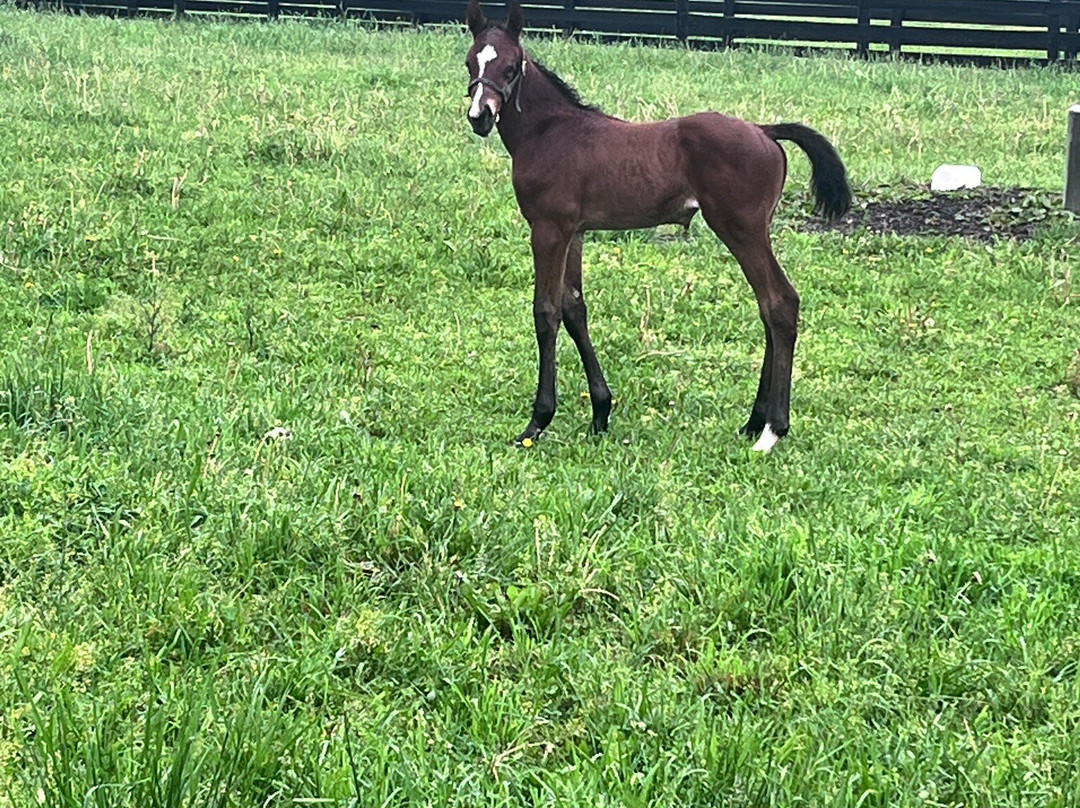 Runnymede Farm-Paris必去景点