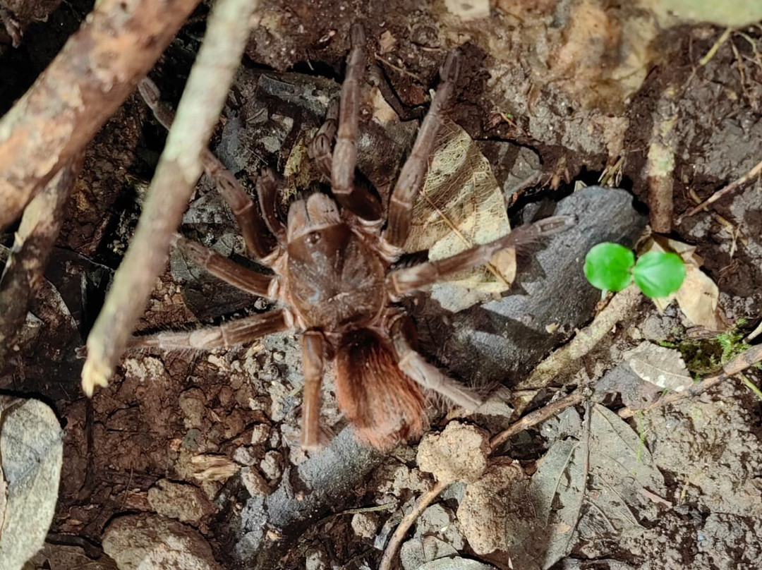 Manzanillo Night Jungle-Manzanillo必去景点