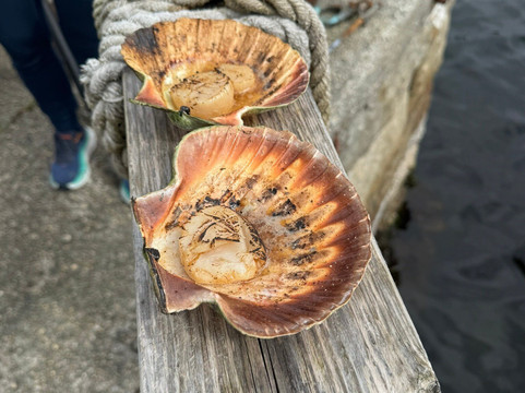 Bergen Fjord Adventures-卑尔根必去景点