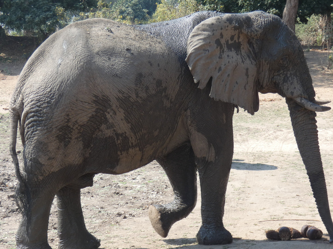 Untamed African Safaris