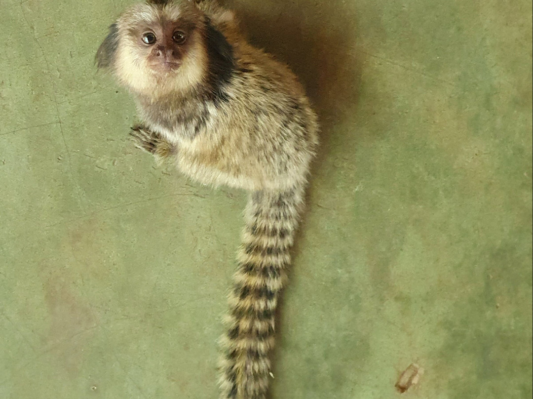 Refúgio Barro Branco-雷恩克斯必去景点