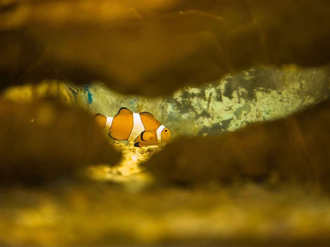 The Shark Lab-莫塞尔贝必去景点