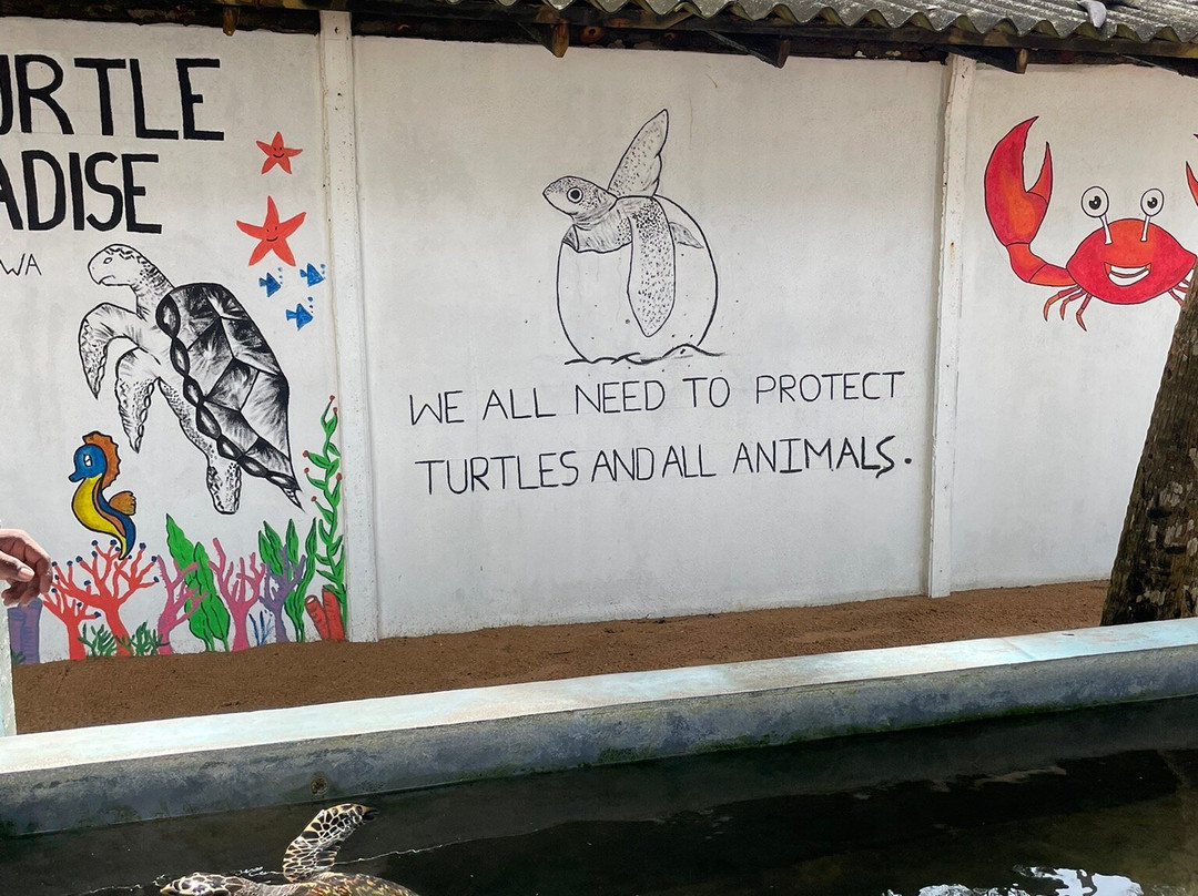 Induruwa Sea Turtle Conservation Project & Sea Turtle Information Center景点图片
