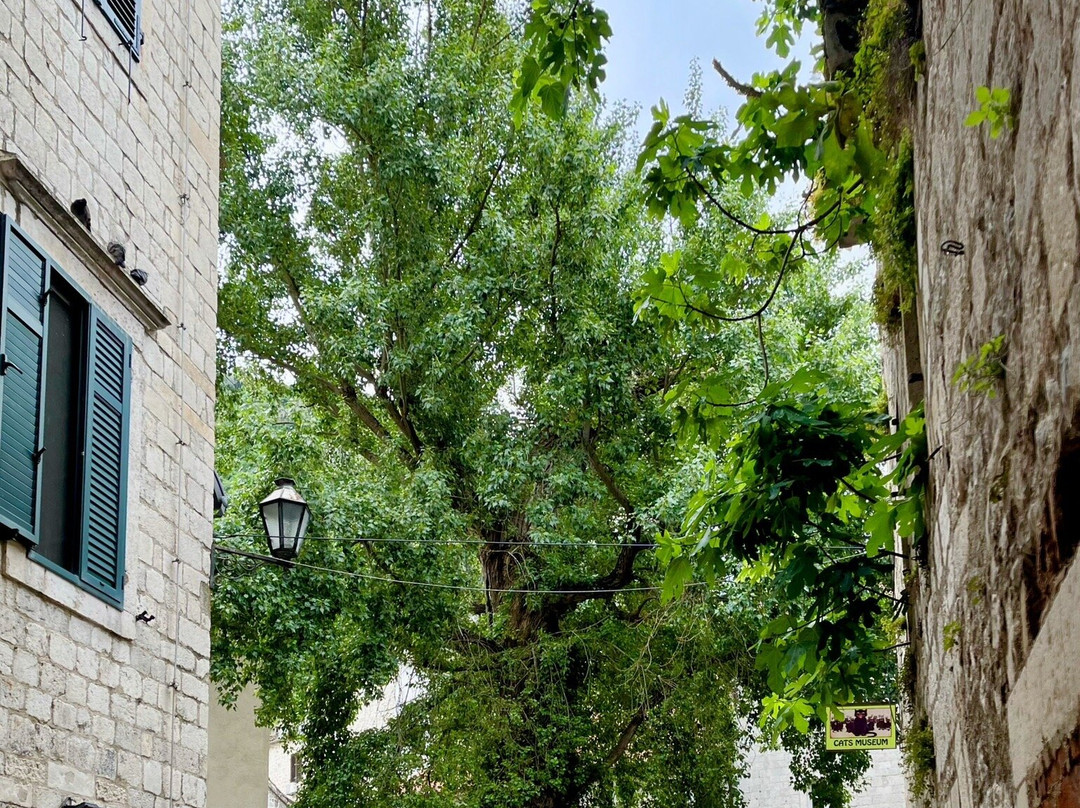 Kotor Tour Guide景点图片