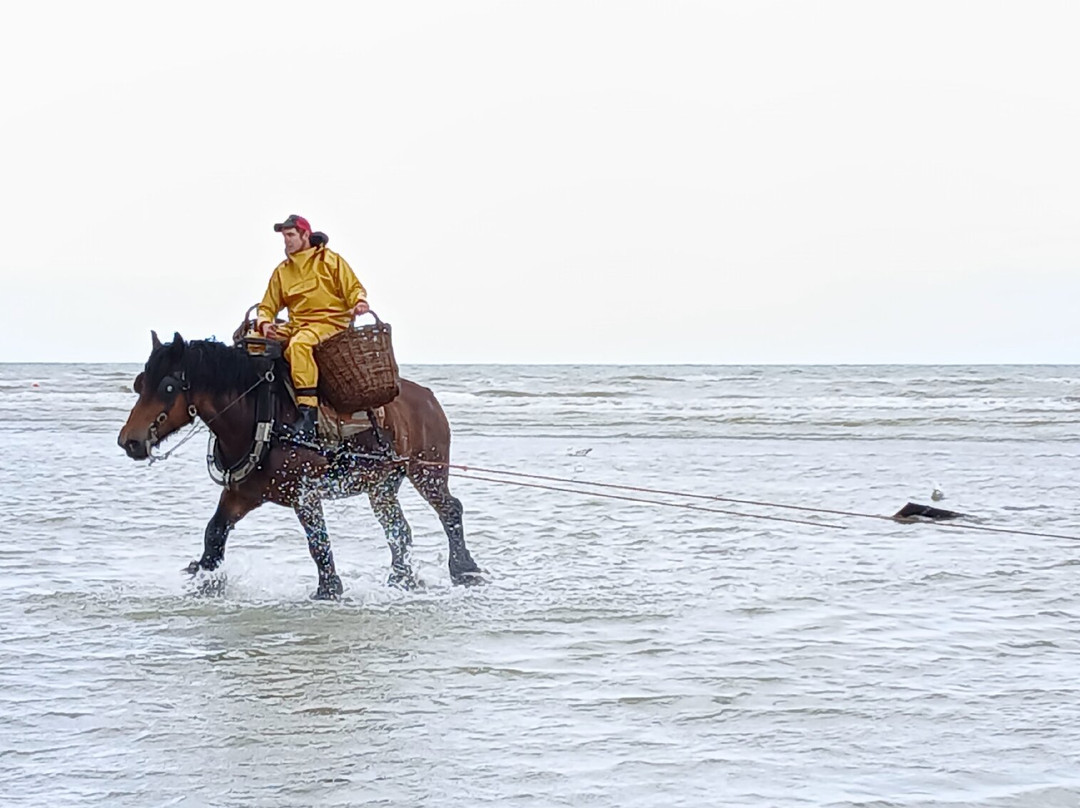 Paardevissers in Oostduinkerke-东代恩凯尔克必去景点