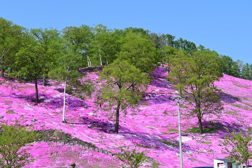 Higashimokoto Shibazakura Park-大空町必去景点