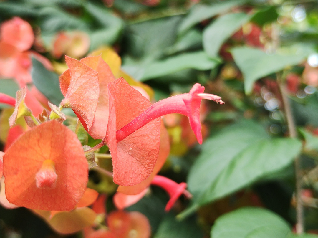 Espaço Hartãt - Acervo Indígena-Caraguatatuba必去景点