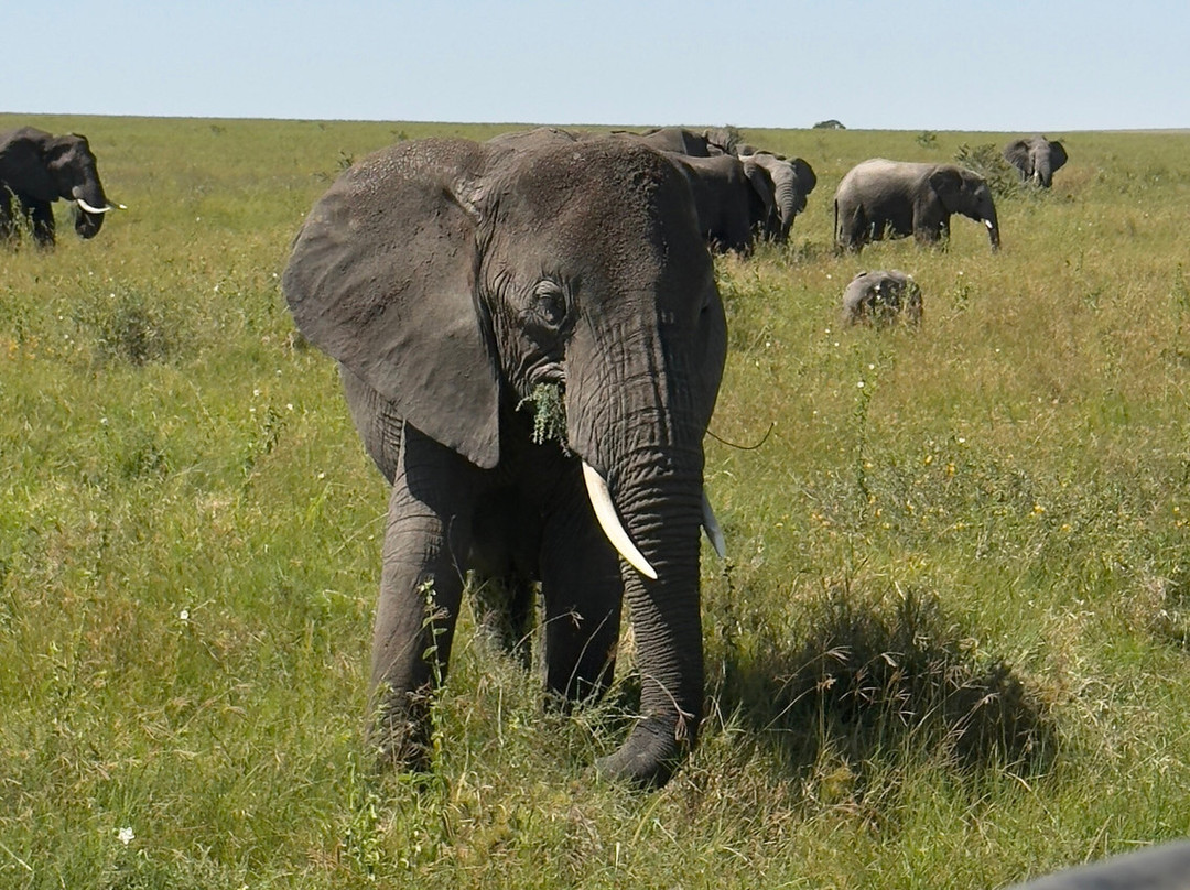 Ellington Safaris-坎帕拉必去景点