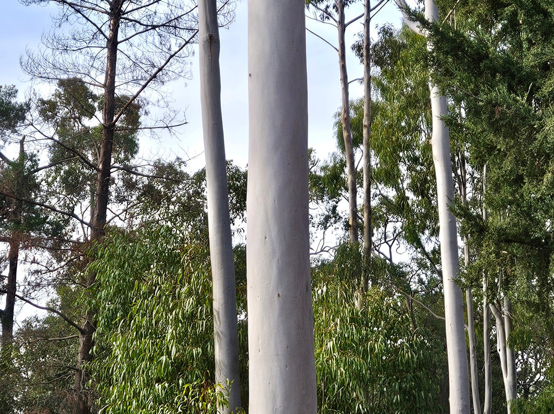 Mundaring Weir-Mundaring必去景点