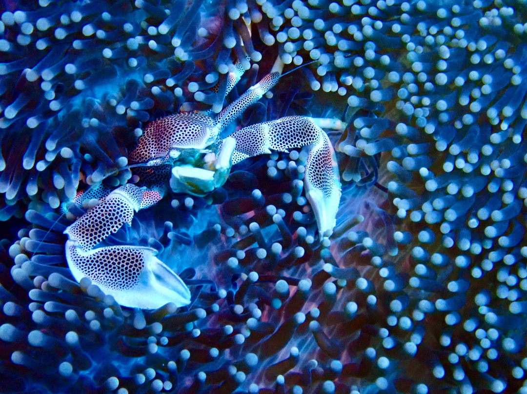 Crystal Diving Centre-贝尔马尔必去景点