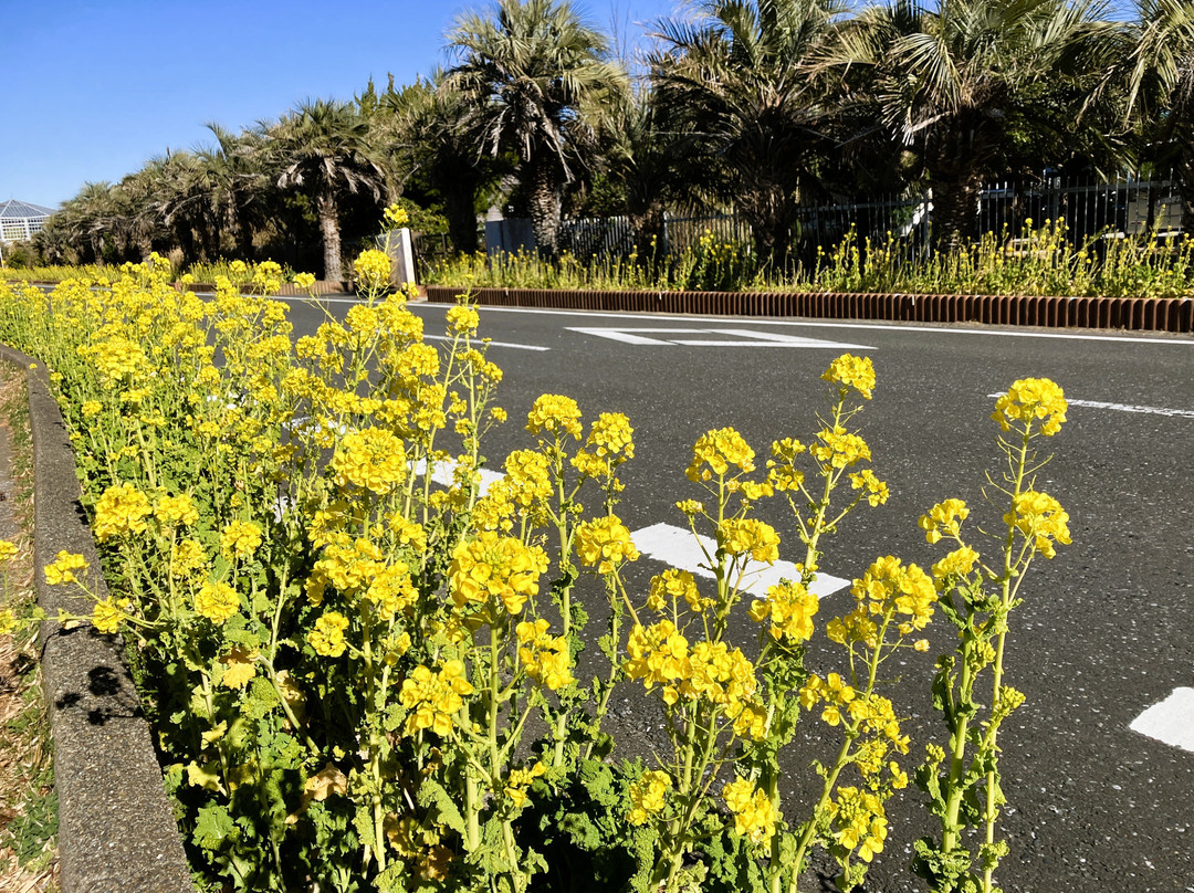 Boso Flower Line-馆山市必去景点