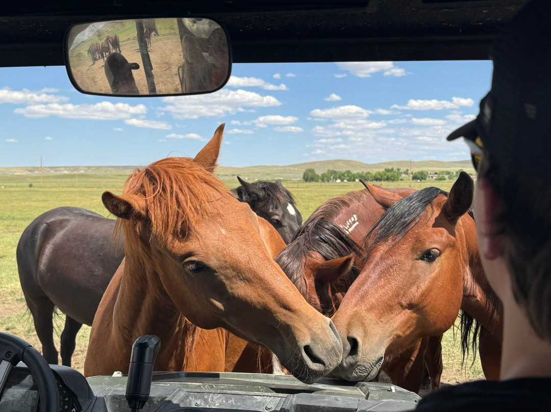 Wind River Wild Horse Sanctuary-兰德尔必去景点