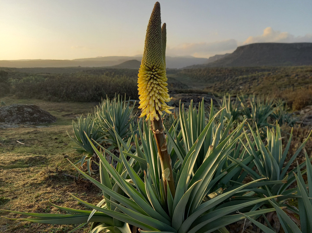Bale Mountains-Goba必去景点
