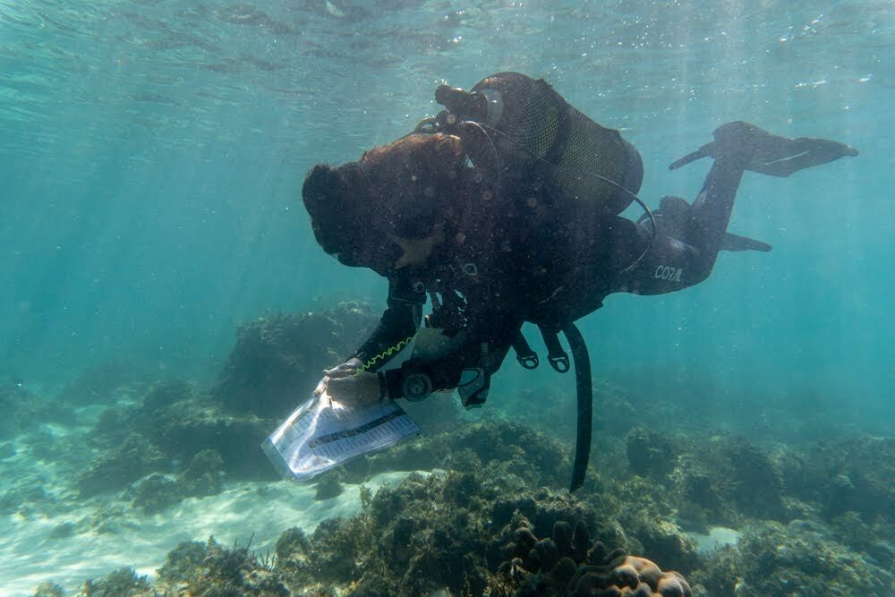 Bazaruto Center for Scientific Studies (BCSS) 5 star PADI Dive Center