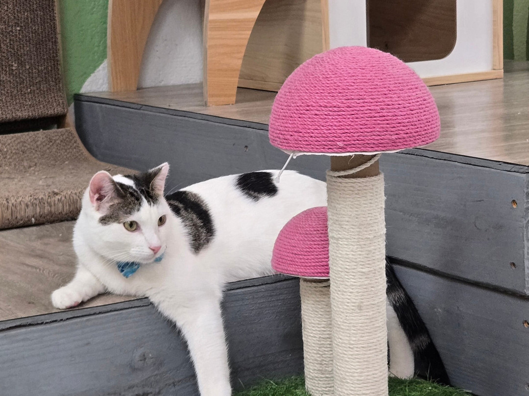 Save the Meow Meows Cat Lounge-Yucca Valley必去景点