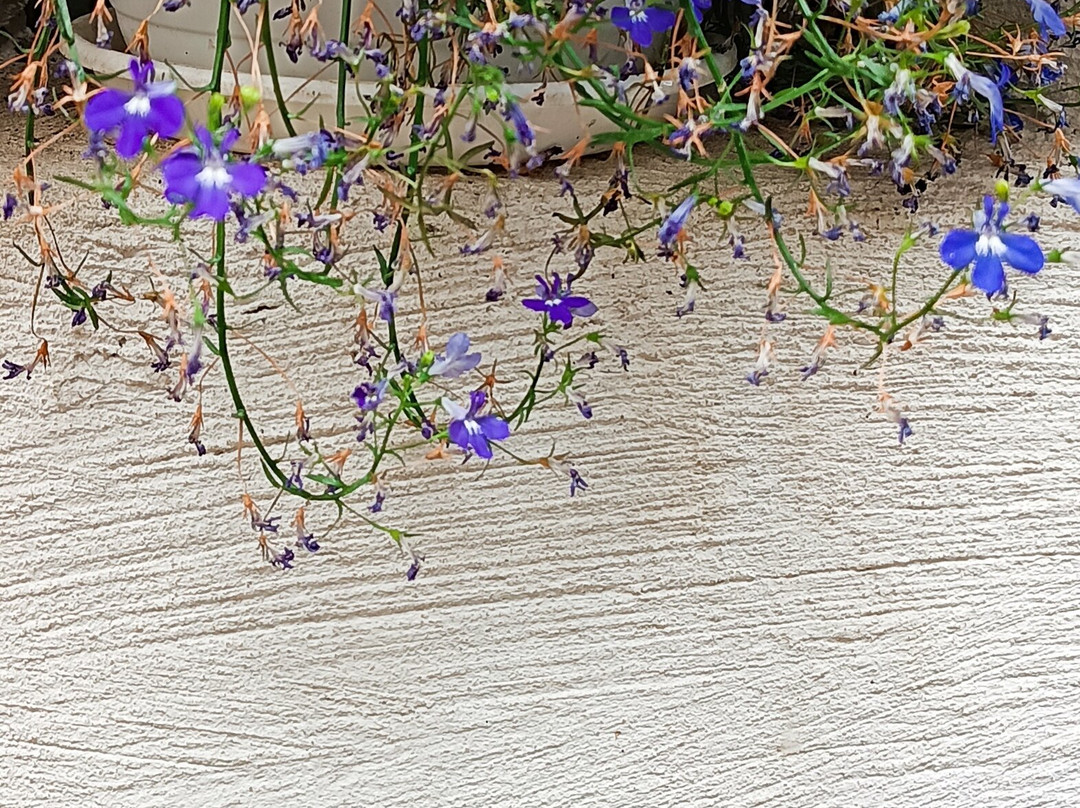 Butterfly House Praid-Praid必去景点