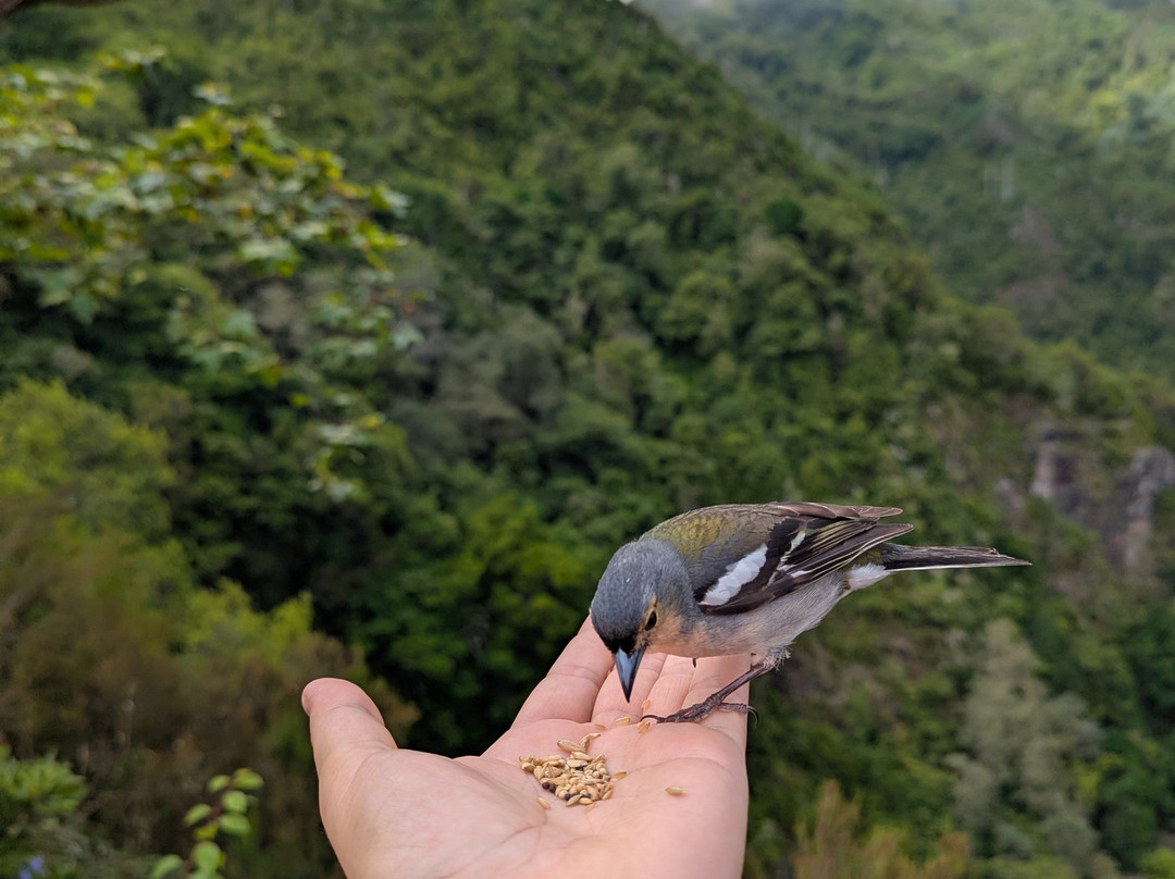 Icon Travel Madeira transfers & tours company-沙尔必去景点