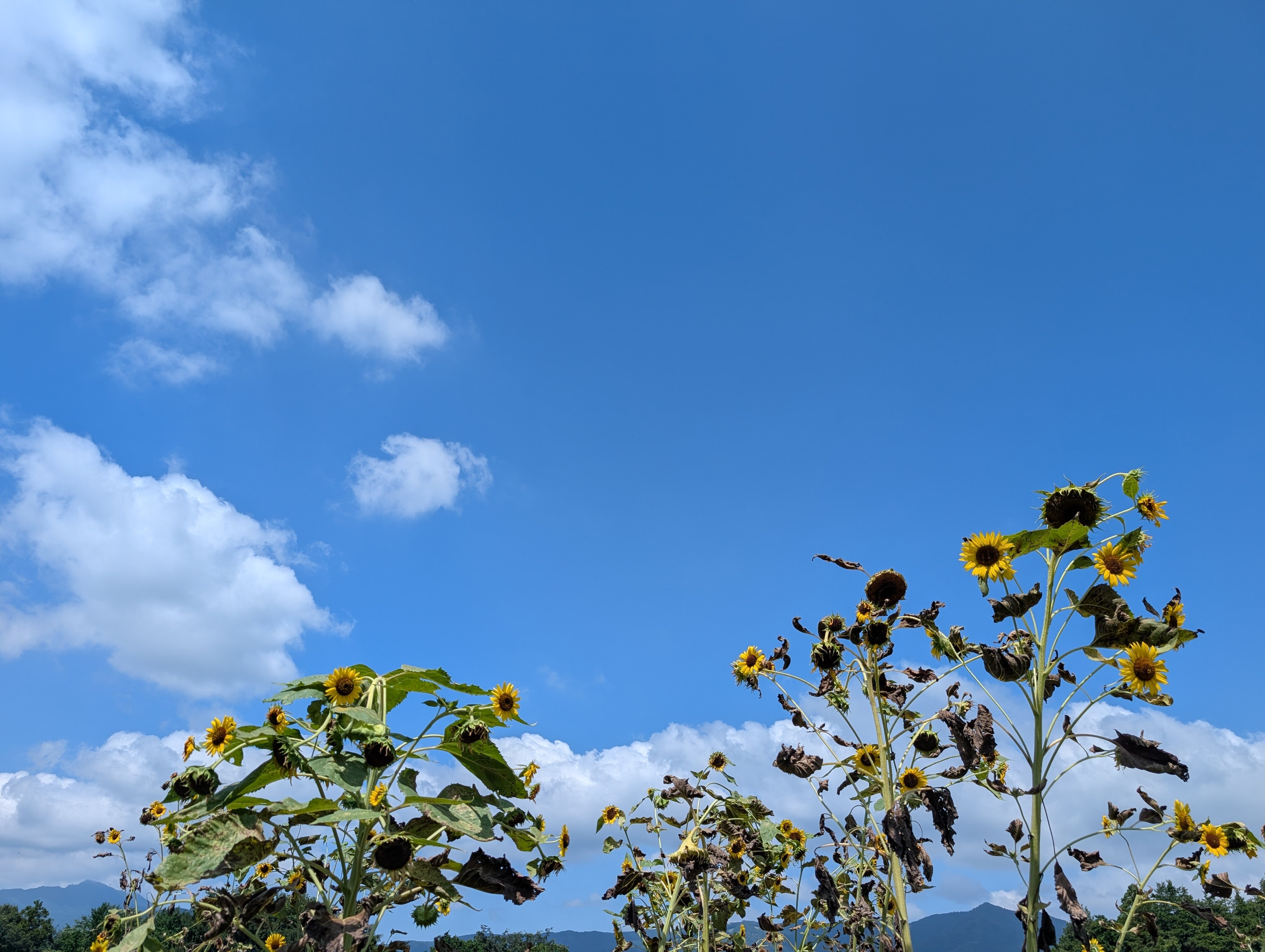 President Hotel Mito-官方