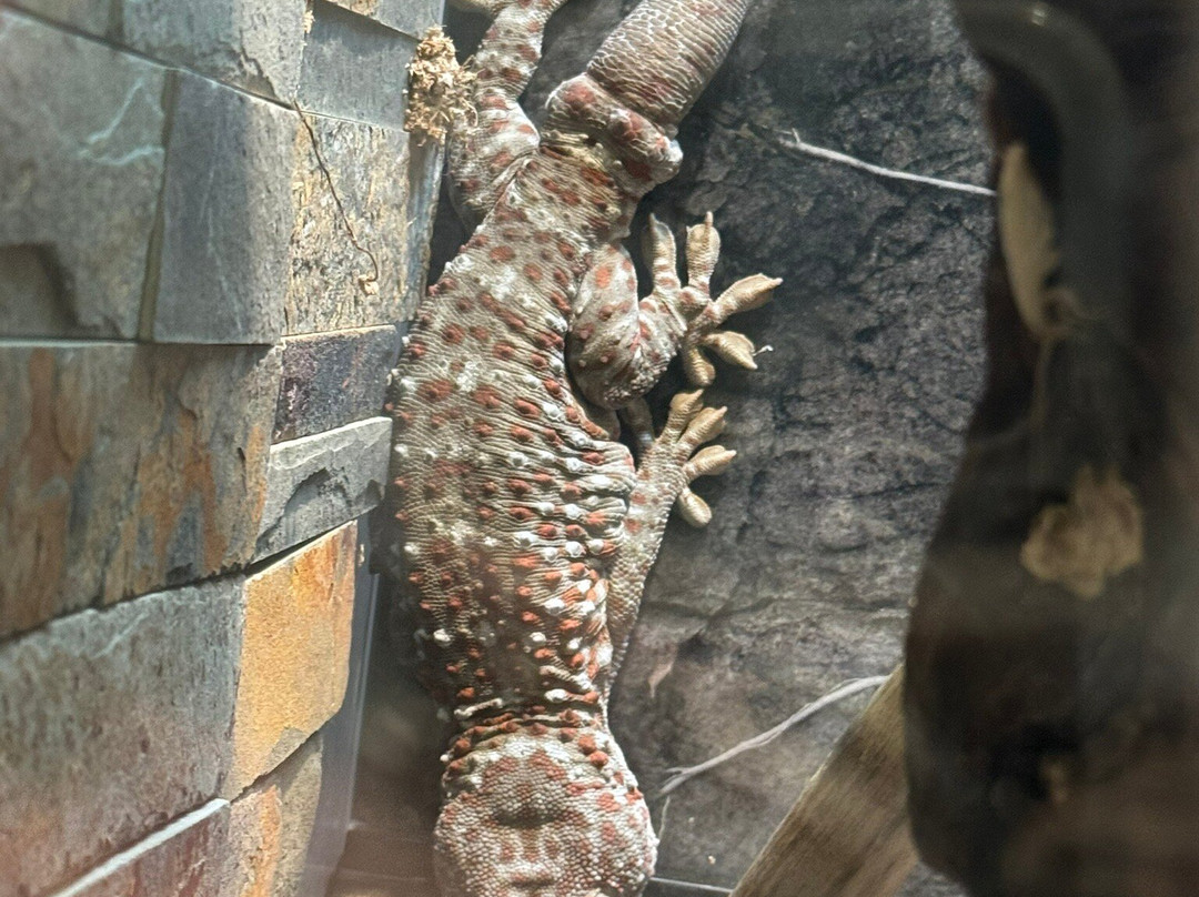 Butterfly Wonderland-斯科茨代尔必去景点