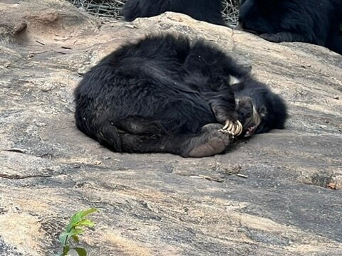 Bannerughatta Biological Park-班加罗尔必去景点