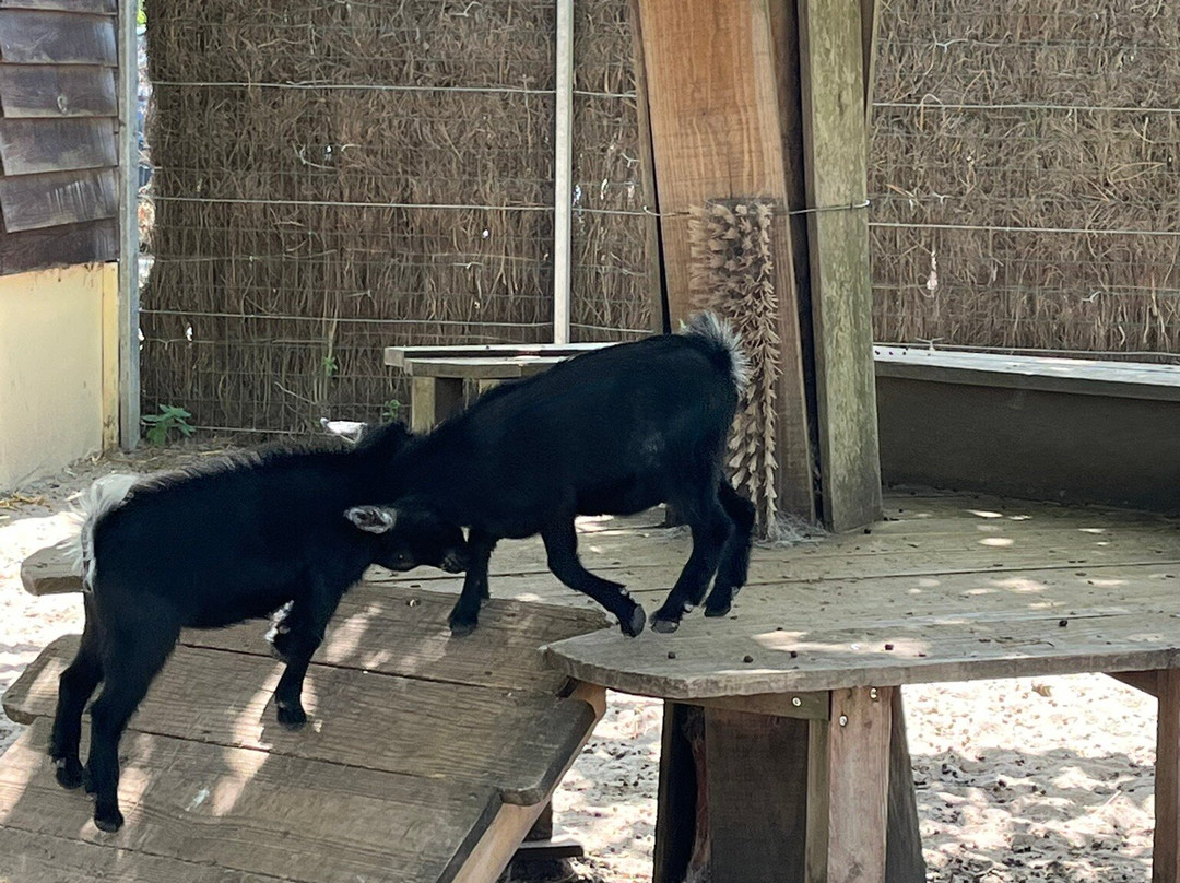 Parc de la Coccinelle-Gujan-Mestras必去景点