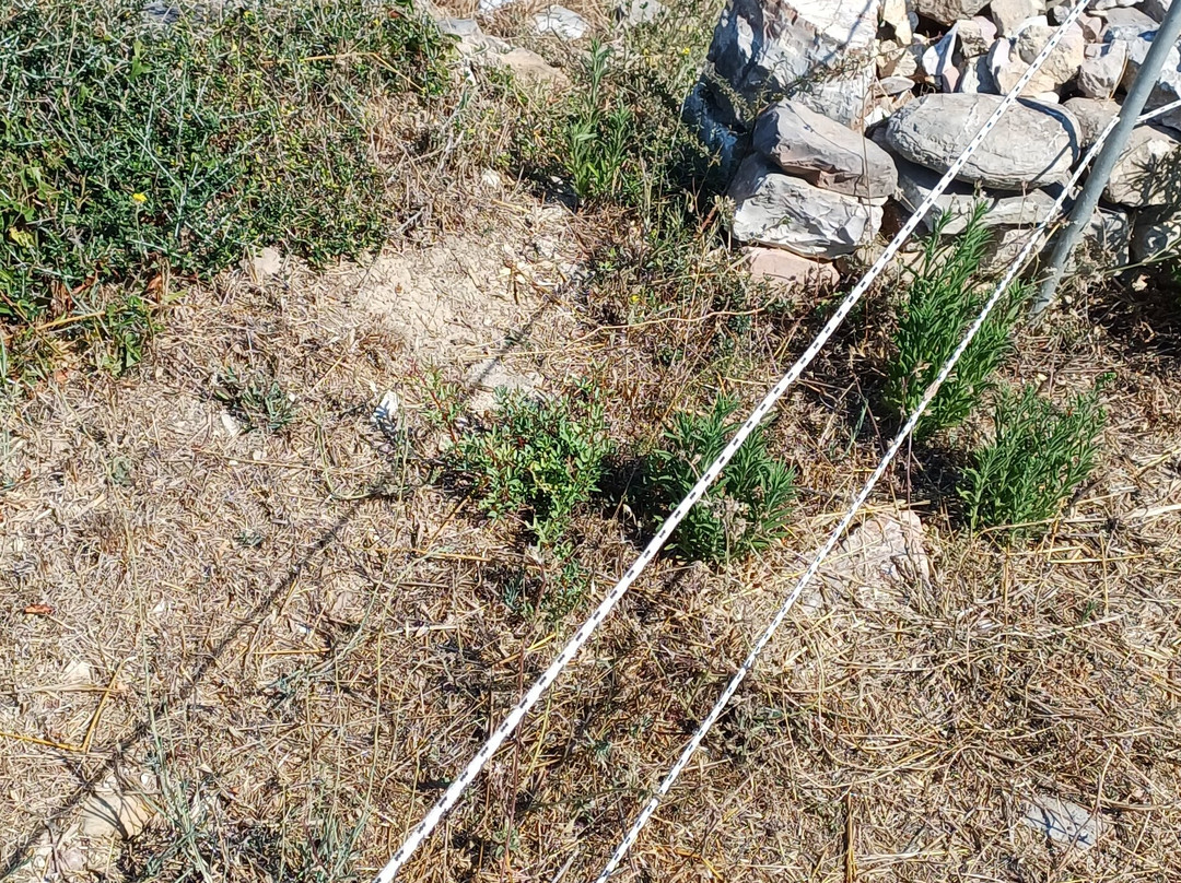 Peristerias Archaeological Site-Kalo Nero必去景点