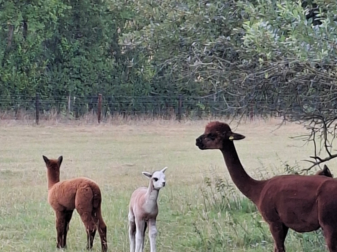 Alpaca Adventure Shaftesbury Dorset-沙夫茨伯里必去景点