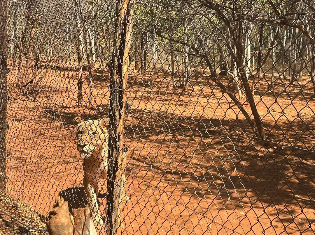 Mukuni Big 5 Safaris Limited-李文斯顿必去景点