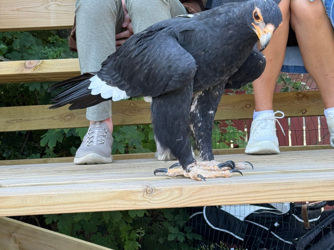 Eagle World-Bindslev必去景点