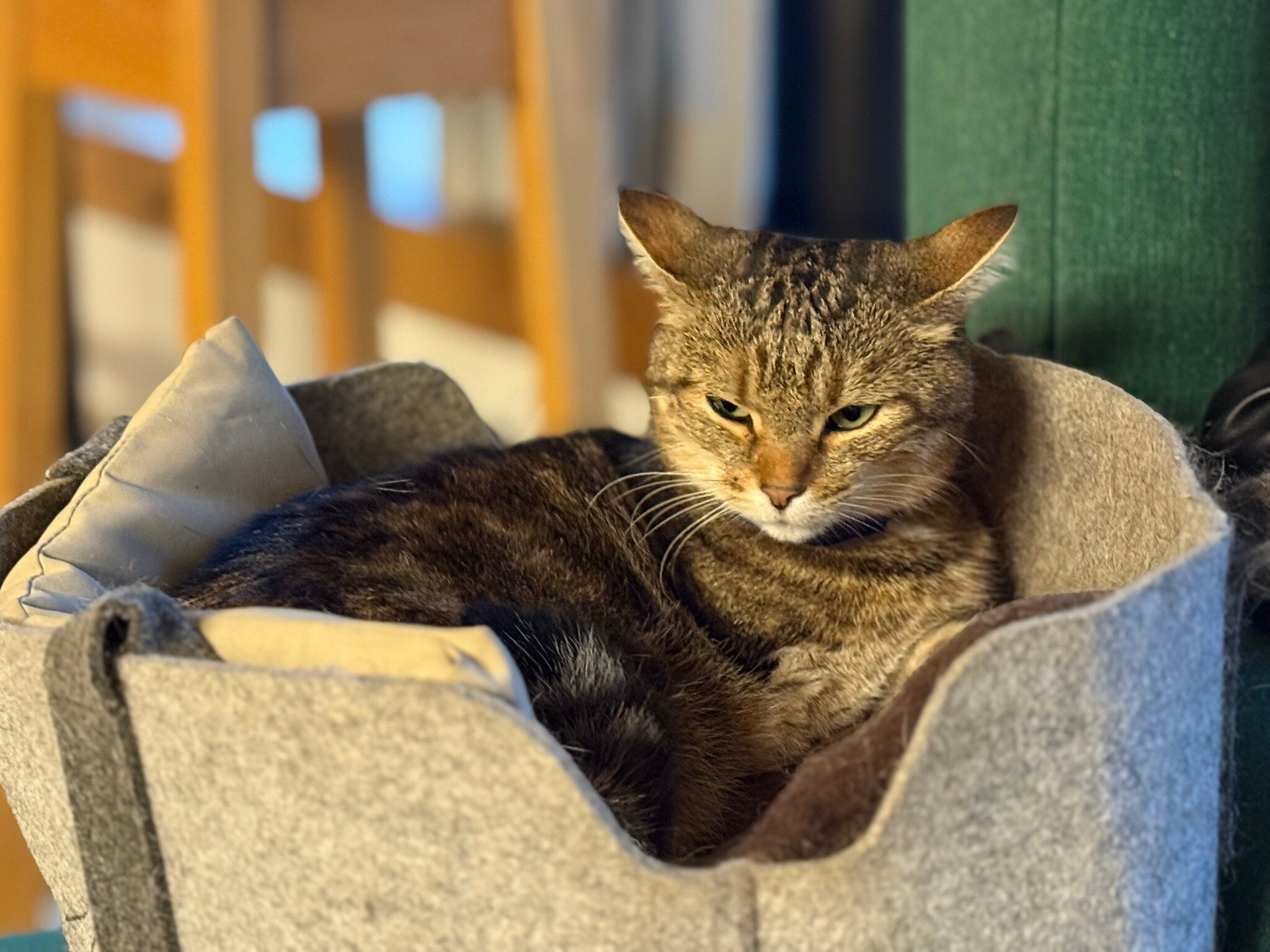 Hotel Fritsch am Berg-官方