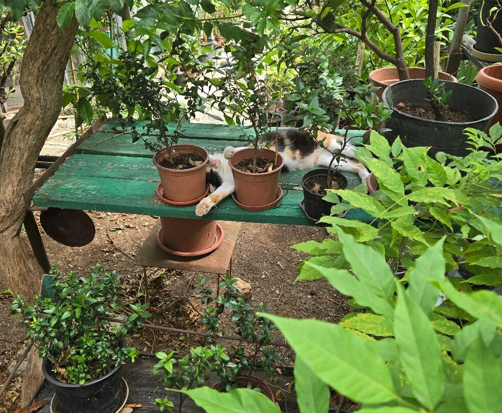 Botanical Garden Serafimovi-Velika必去景点