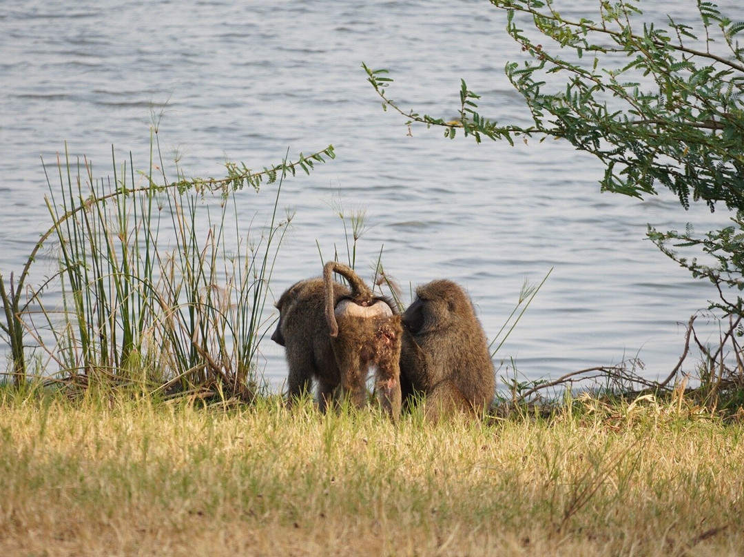 Serenity adventure safaris-吉佳利必去景点