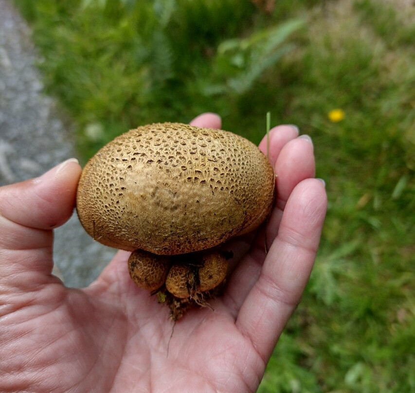 Bwlch Nant yr Arian Forest Visitor Centre-阿伯里斯特威斯必去景点