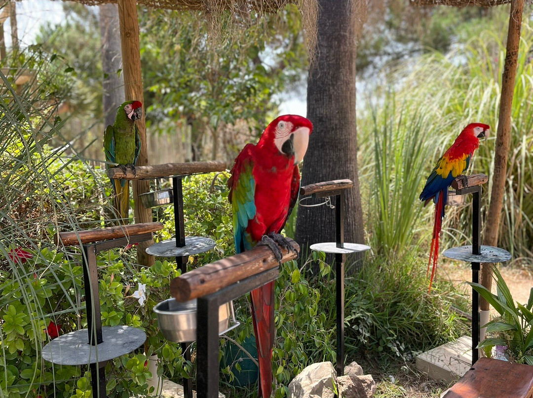 Badoca Safari Park-Santiago do Cacem必去景点