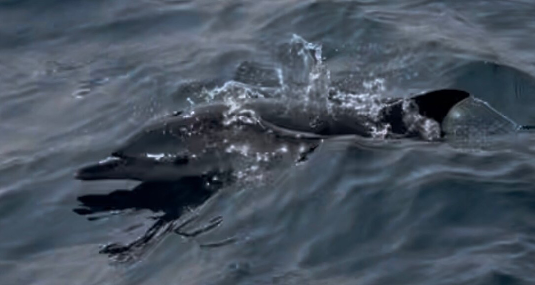 Wetwheels South West-法尔茅斯必去景点