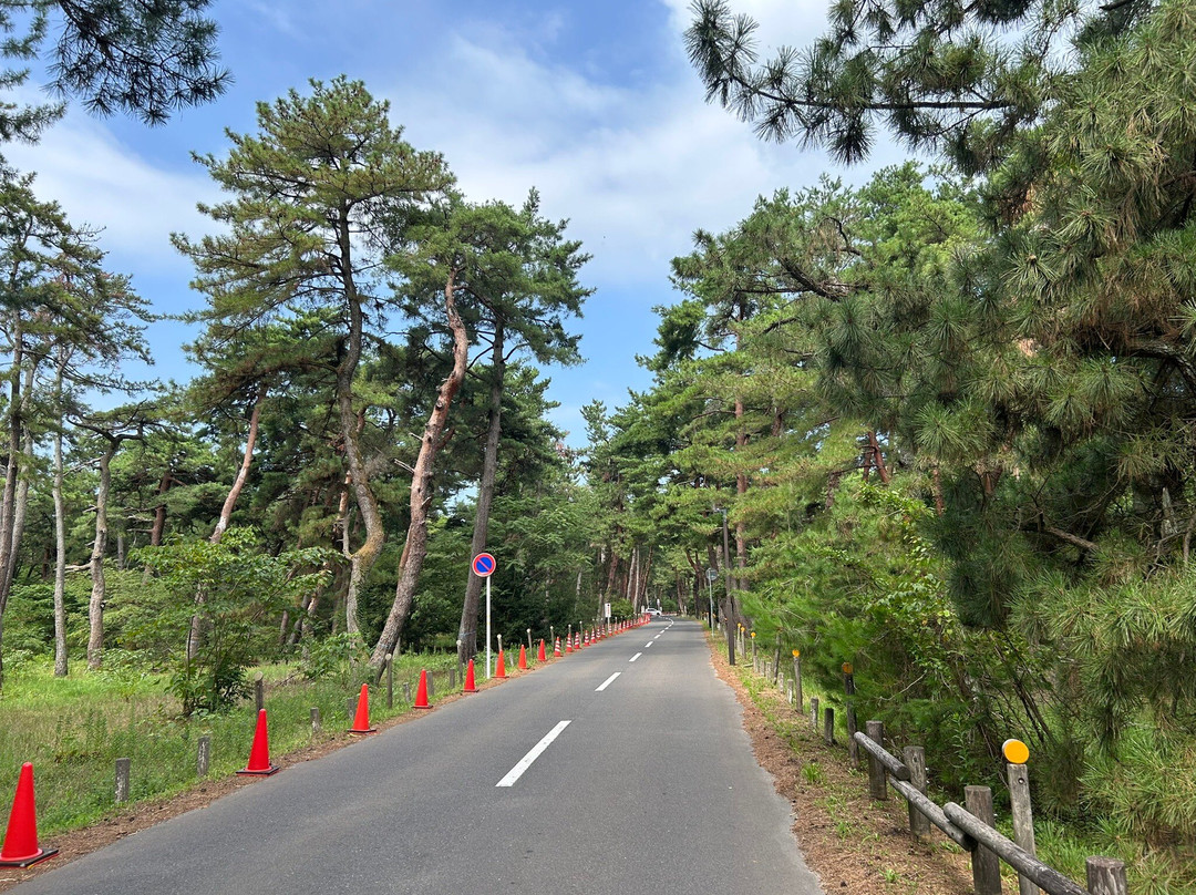 Kehi no Matsubara-敦贺市必去景点