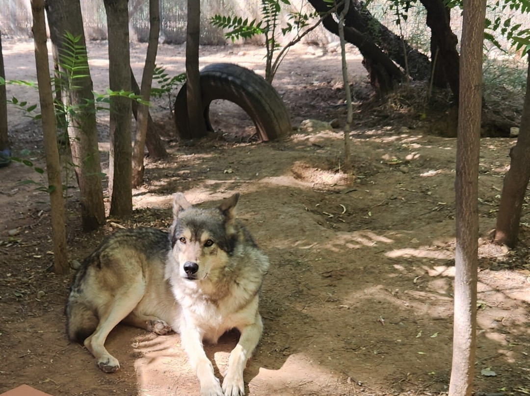 Sedona Wolf Sanctuary-Rimrock必去景点
